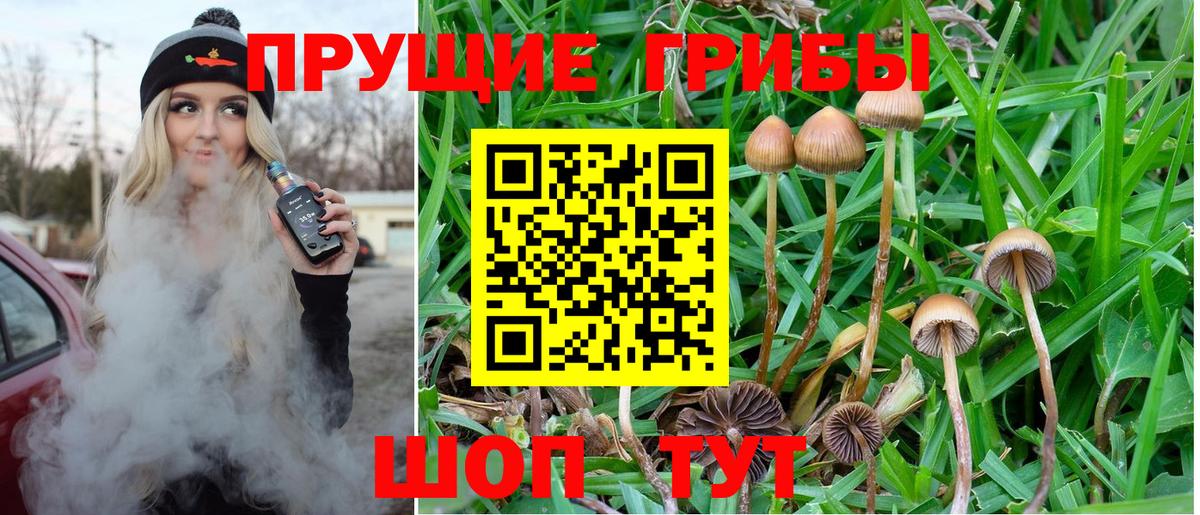 Галлюциногенные грибы Psilocybine cubensis  Вход с VPN  Менделеевск  Галлюциногенные грибы Cubensis 